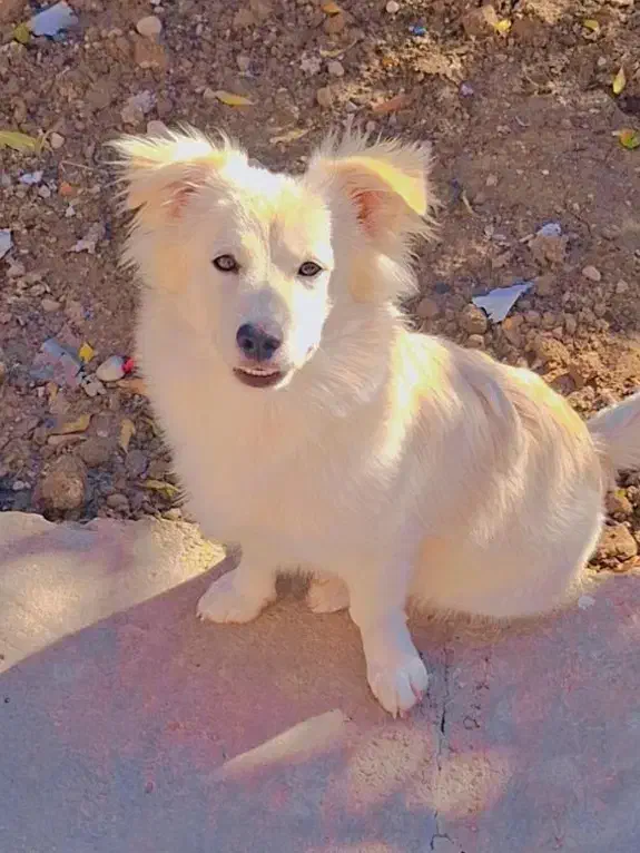 سگ پاکوتاه|سگ|سرپل ذهاب, |دیوار