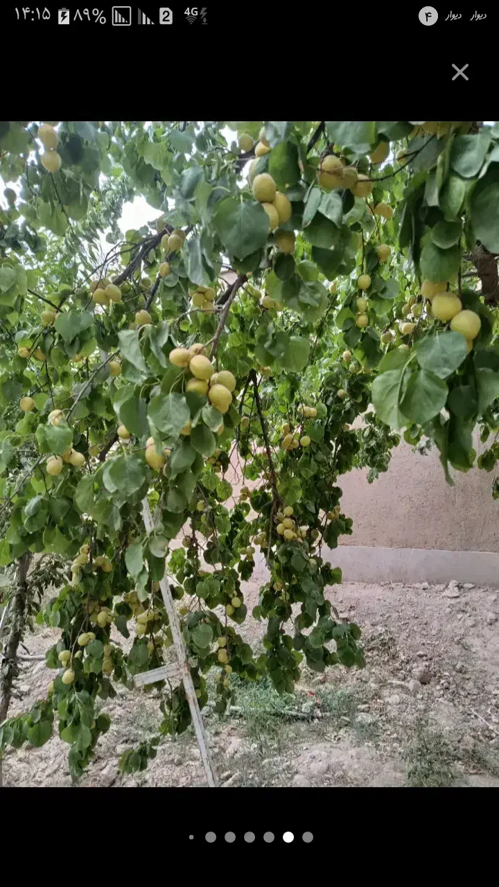 راهنمایی در مورد مشاغل خانگی|فعالیت داوطلبانه|تهران, مشیریه|دیوار