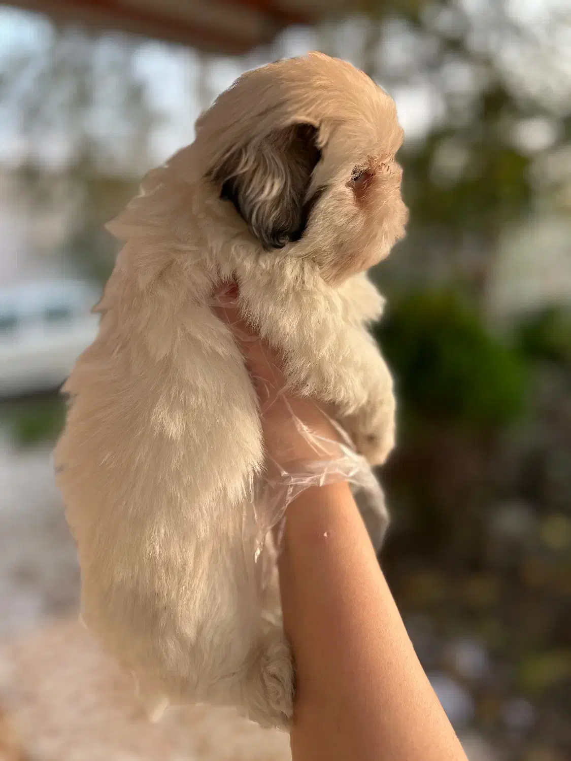 شیتزهای اصیل|سگ|رشت, گلسار|دیوار