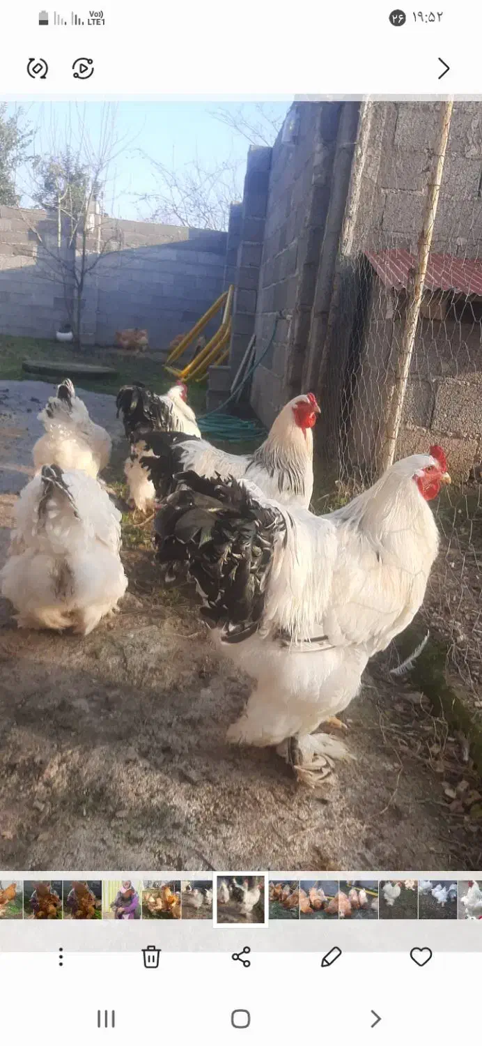 تخم برهما  اصل|حیوانات مزرعه|رشت, شهرک آیت الله منتظری|دیوار