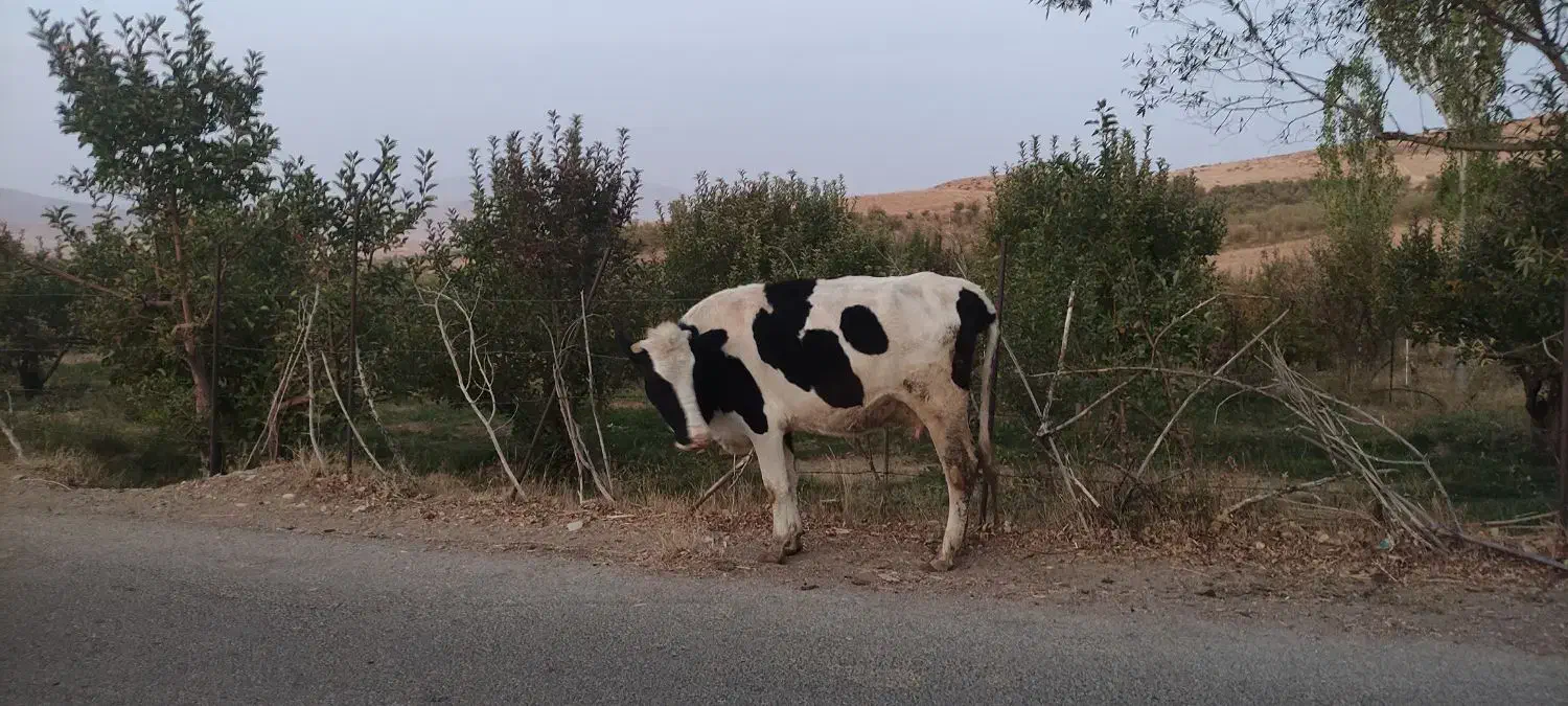 گاو محلی|حیوانات مزرعه|وردشت, |دیوار