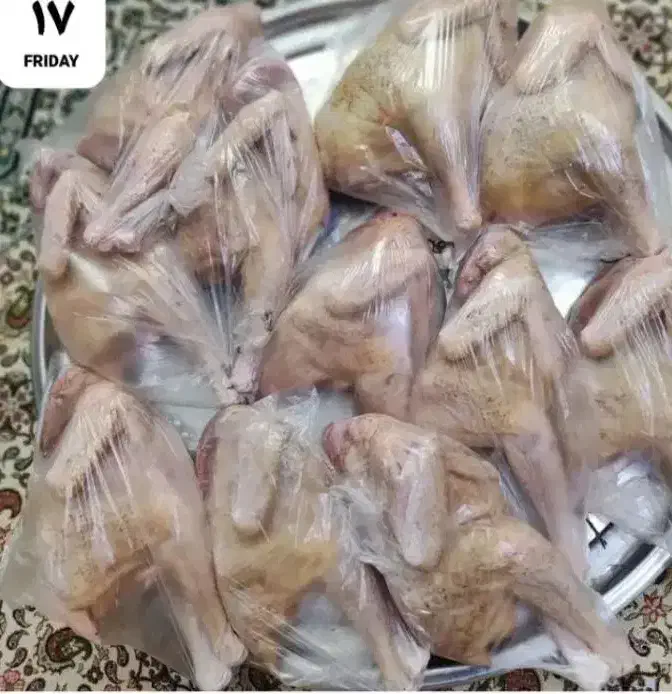 مرغ ، اردک ، بوقلمون محلی|حیوانات مزرعه|رشت, کوی جام جم|دیوار