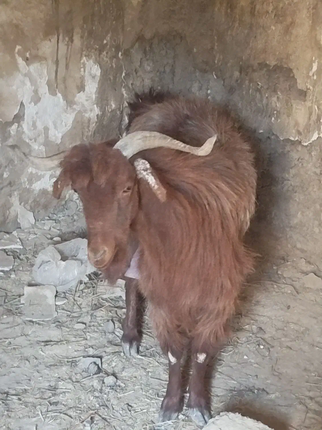 بزغاله|حیوانات مزرعه|هامون, |دیوار