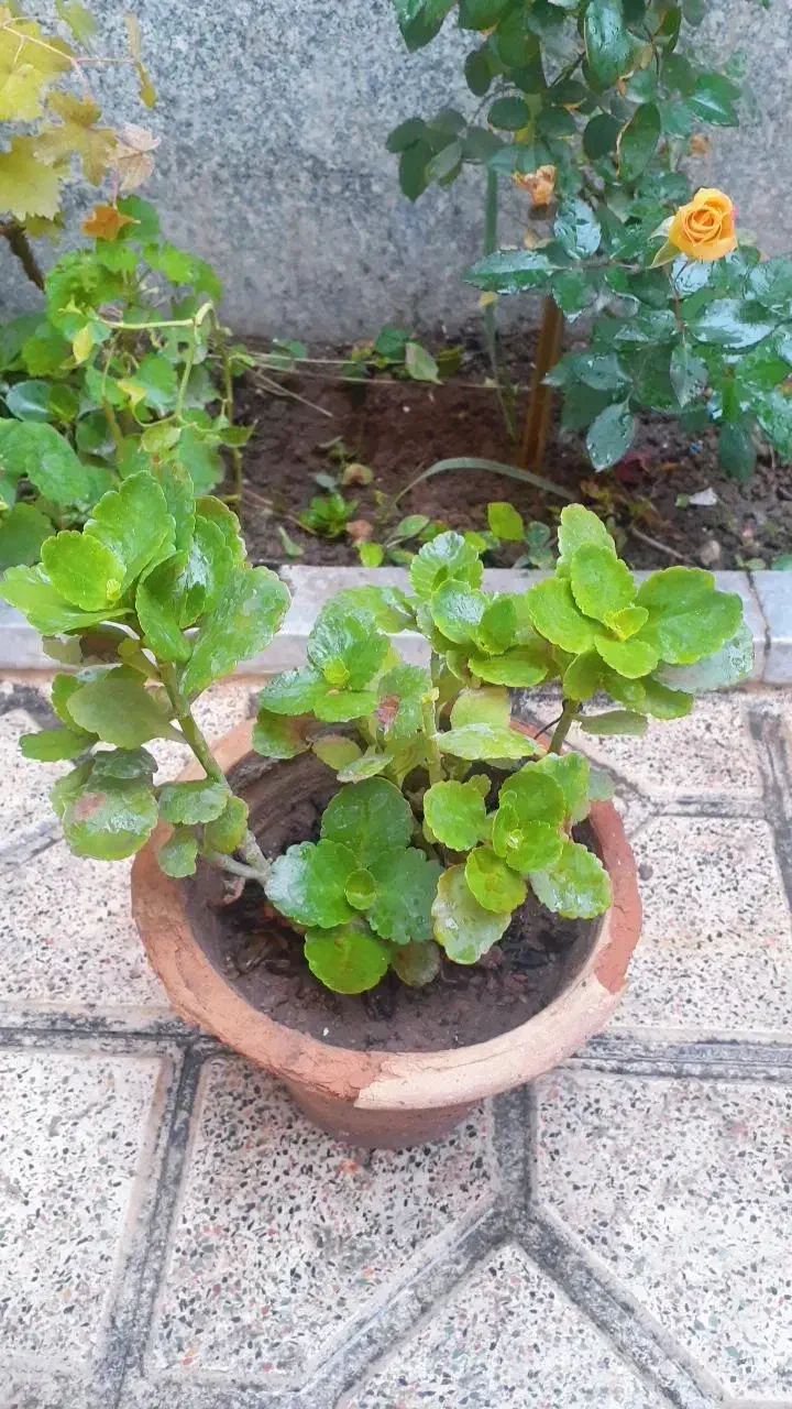 گل و گیاه‌طبیعی|گل و گیاه طبیعی|بناب, |دیوار