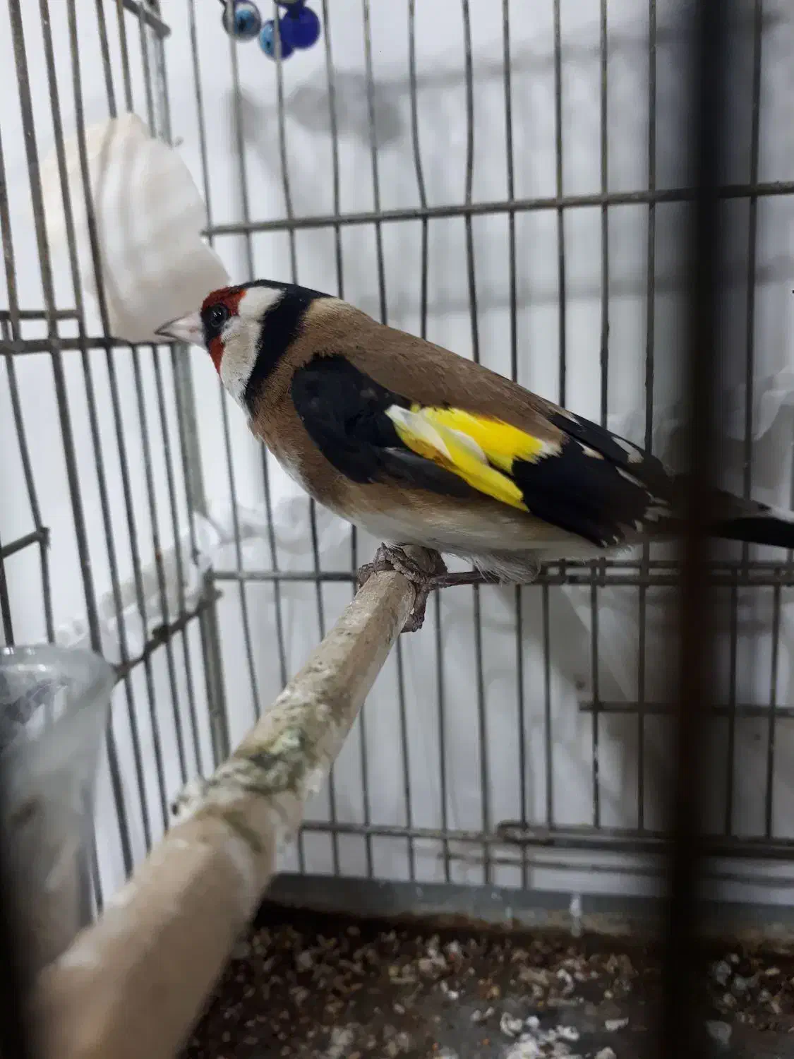 سهره سنندج|پرنده|محمدشهر, محمدشهر|دیوار