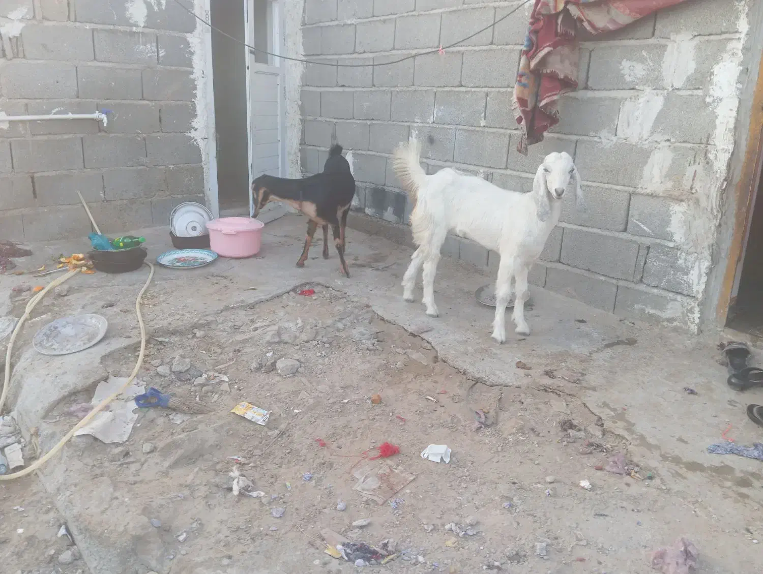 سیستان بلوچستان چابهار کمب للوه|حیوانات مزرعه|چابهار, |دیوار