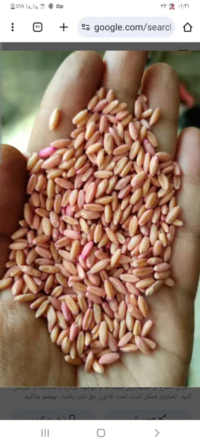 بذر گندم سرداری|گل و گیاه طبیعی|کلیائی, |دیوار