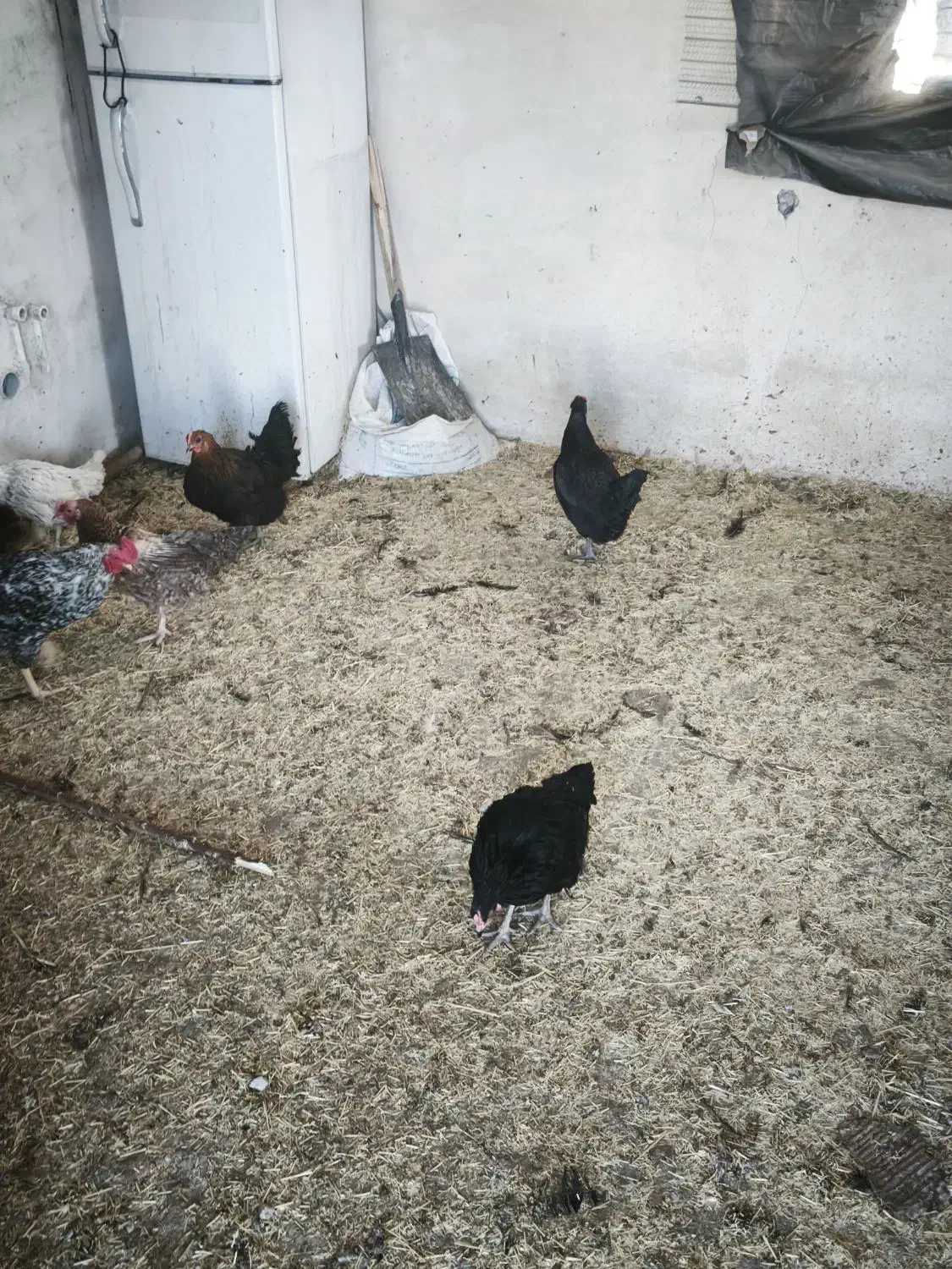 مرغ و خروس|حیوانات مزرعه|رودهن, |دیوار