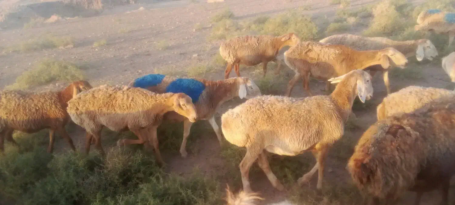 گوسفند جوان|حیوانات مزرعه|تربت جام, میان جام|دیوار