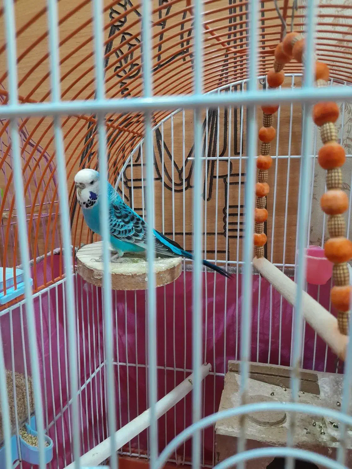 عروس هلندی|پرنده|اصفهان, فرودگاه شهید بهشتی|دیوار