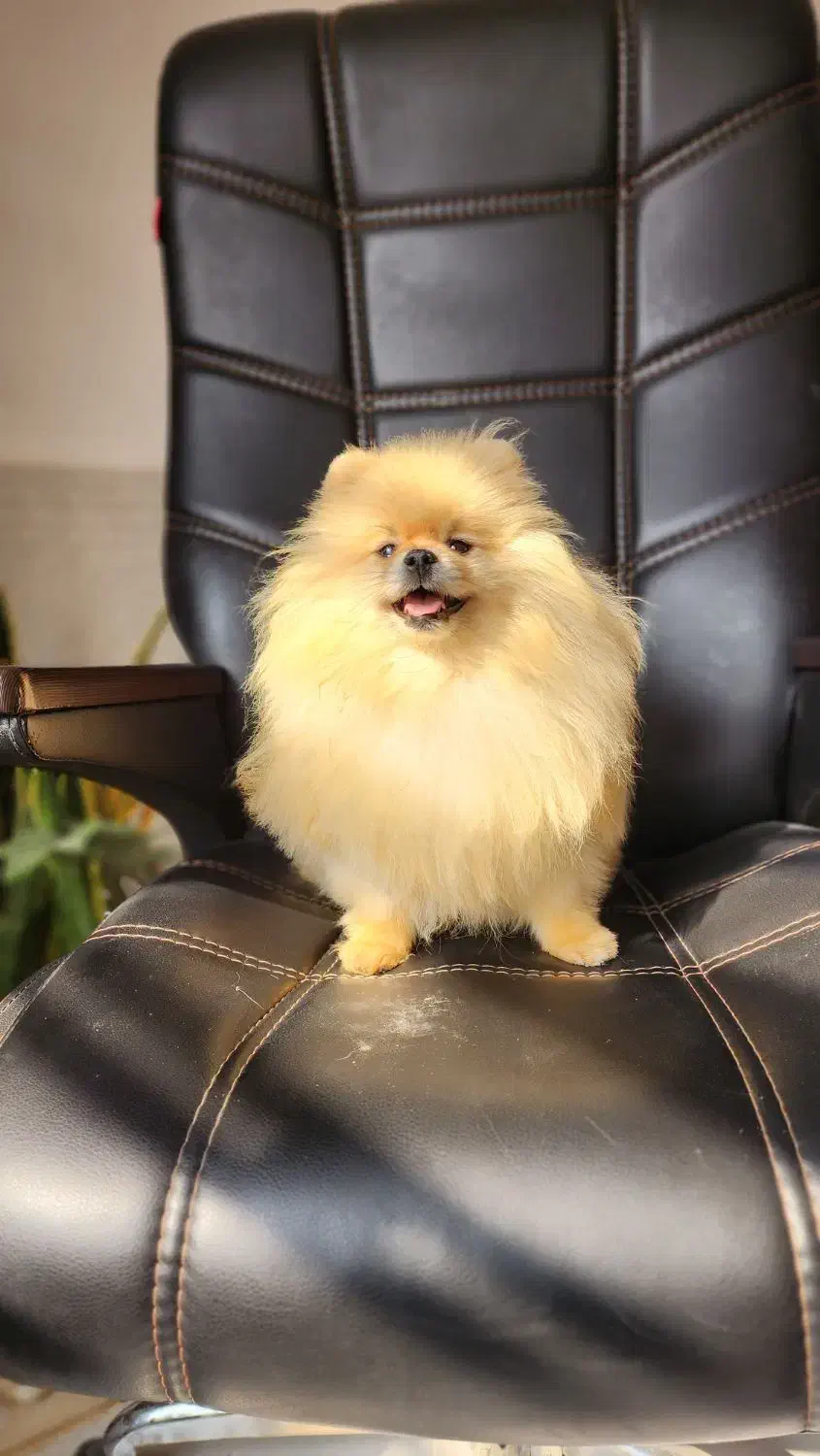 پامرانیان خرسی|سگ|شیراز, داریون|دیوار