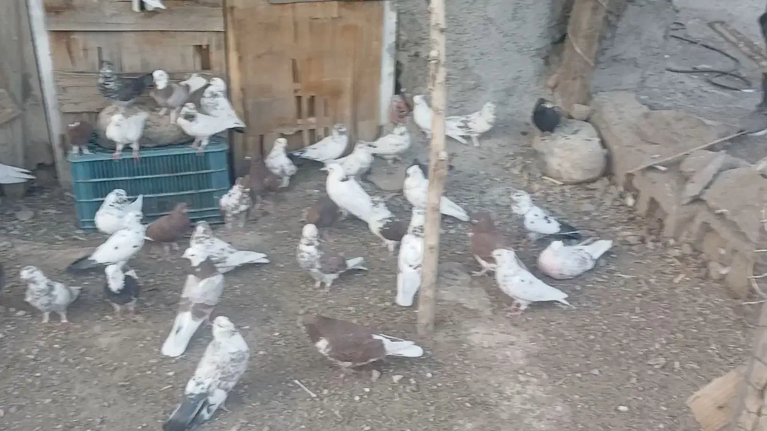 کفتر پرشی|پرنده|صومعه‌سرا, |دیوار