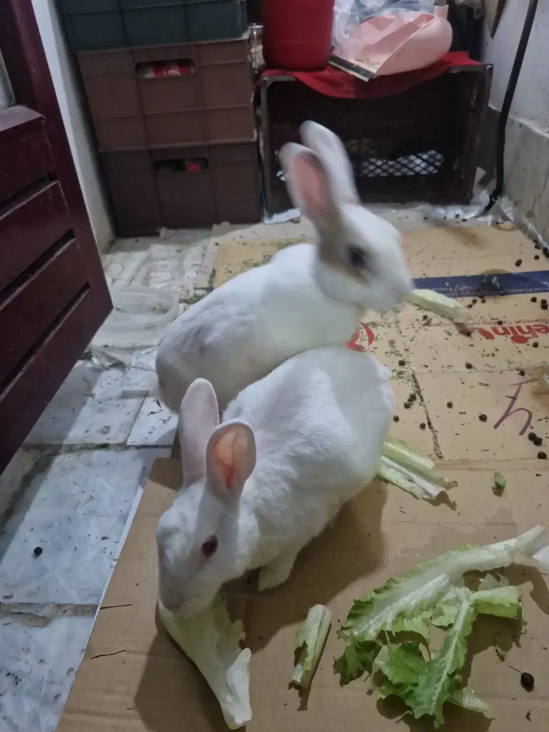 خرگوش|موش و خرگوش|گرگان, |دیوار