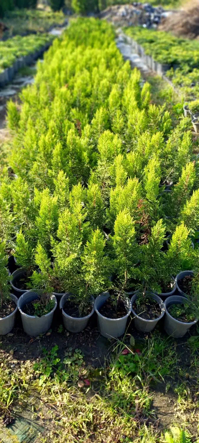 لاوسون در سه سایز|گل و گیاه طبیعی|رامسر, |دیوار