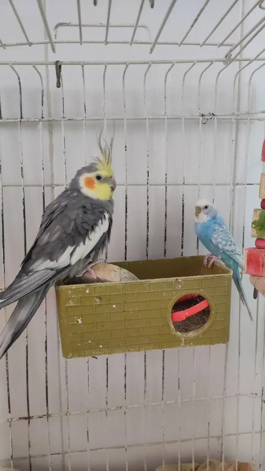 فروش عروس هلندی و مرغ عشق و قفس با هم|پرنده|ایلام, |دیوار