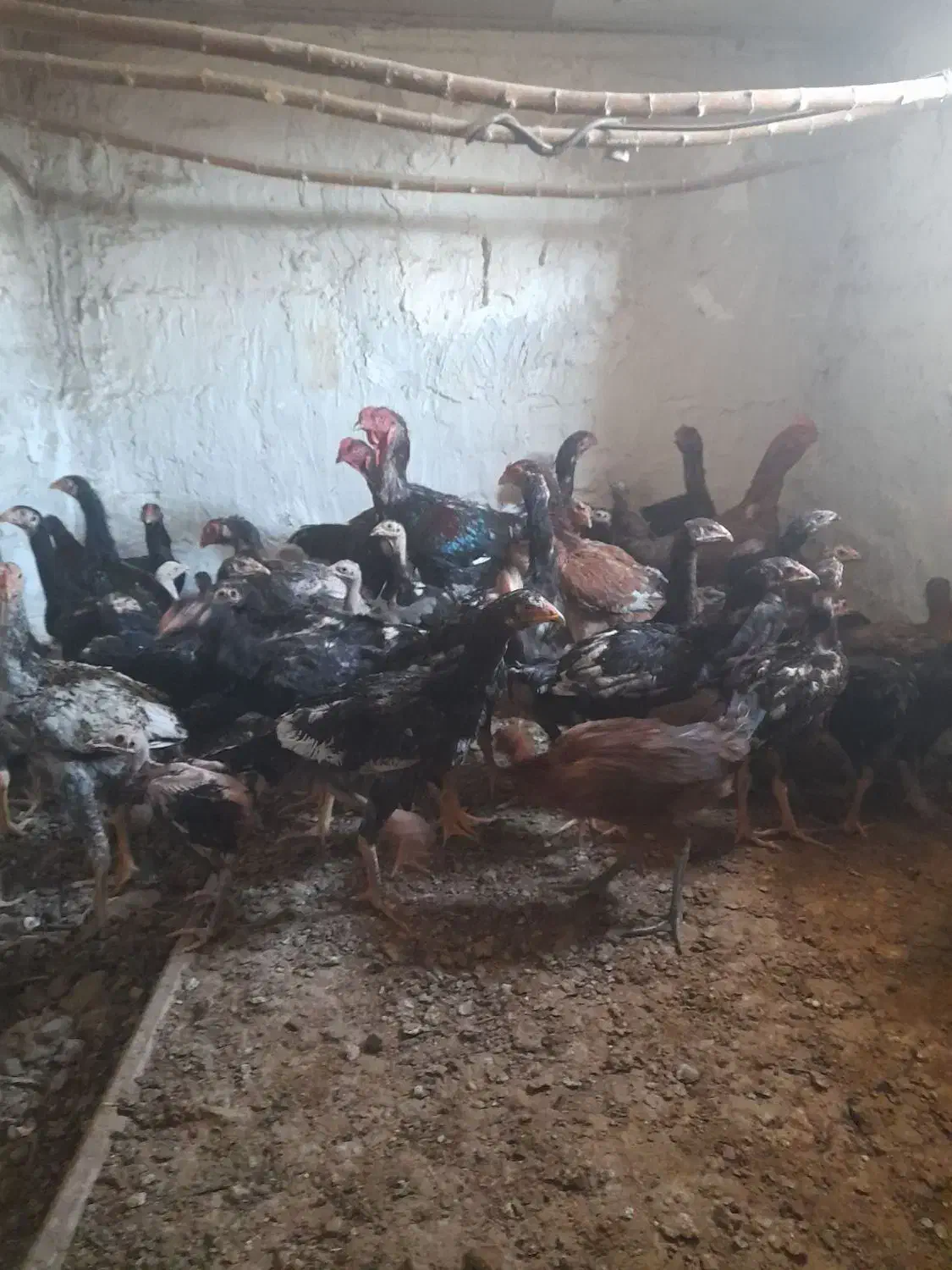 لاری|حیوانات مزرعه|تاکستان, |دیوار