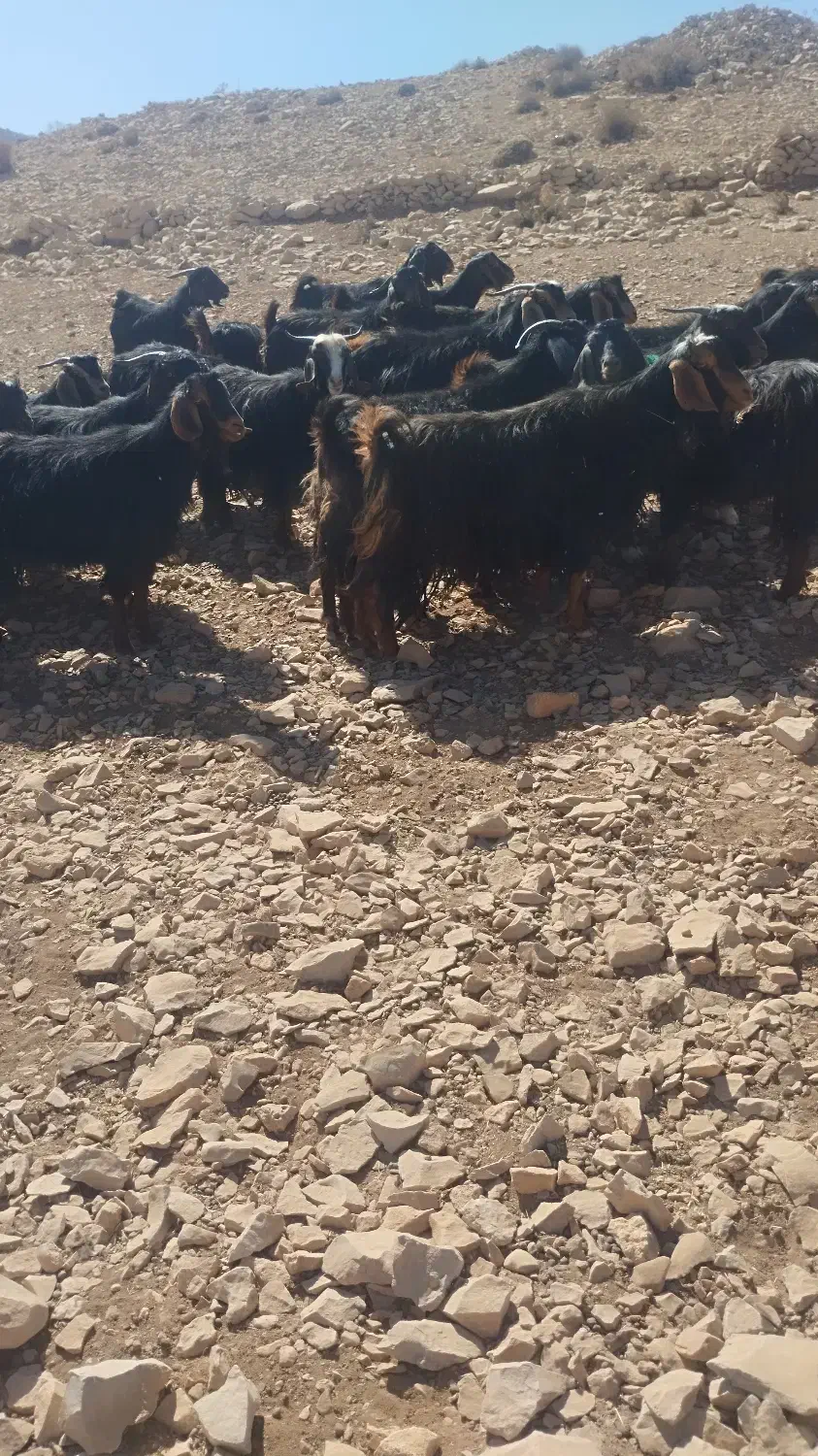 بز جوان|حیوانات مزرعه|سیوان, |دیوار