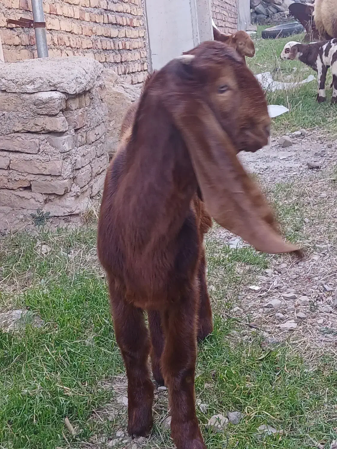 گوسفند|حیوانات مزرعه|اهر, |دیوار