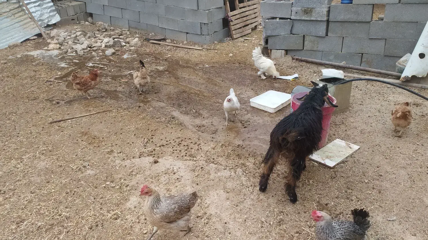 فروش تعدادی مرغ و جوجه بزرگ (جُنگه) قلعه تل|حیوانات مزرعه|ایذه, |دیوار