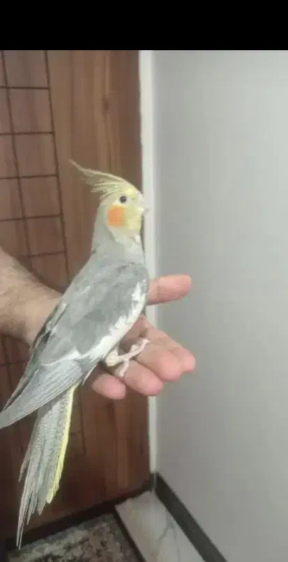 یک جفت عروس هلندی گم شده|حیوانات|همدان, |دیوار