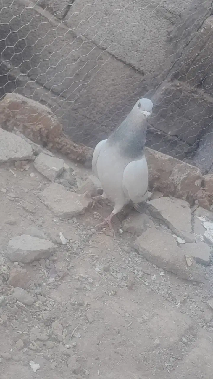 کفتر|پرنده|نگار, |دیوار