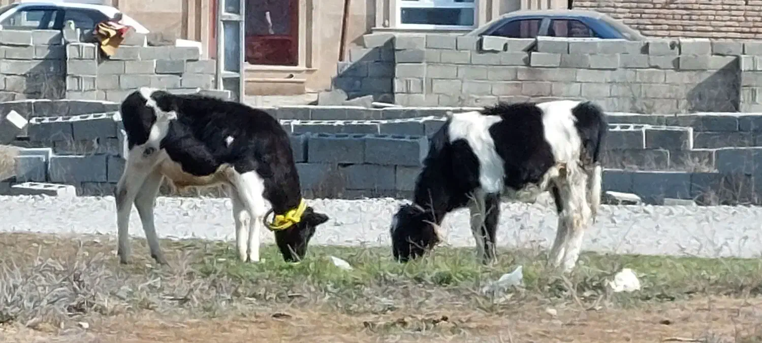 ایکی دنه دانا|حیوانات|ویلکیج, |دیوار