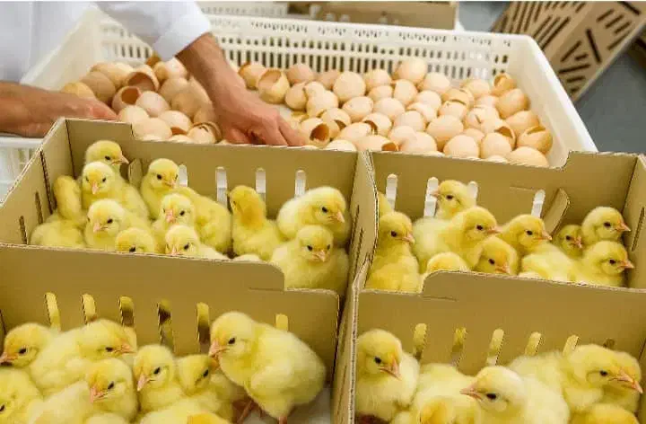 فروش عمده بوقلمون بیوتی و جوجه های گوشتی و تخمگذار|حیوانات مزرعه|گلپایگان, |دیوار