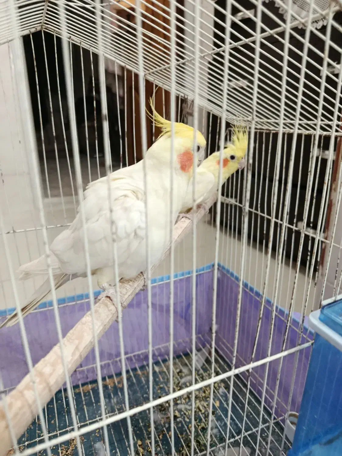 عروس هلندی جفت|پرنده|مهریز, |دیوار