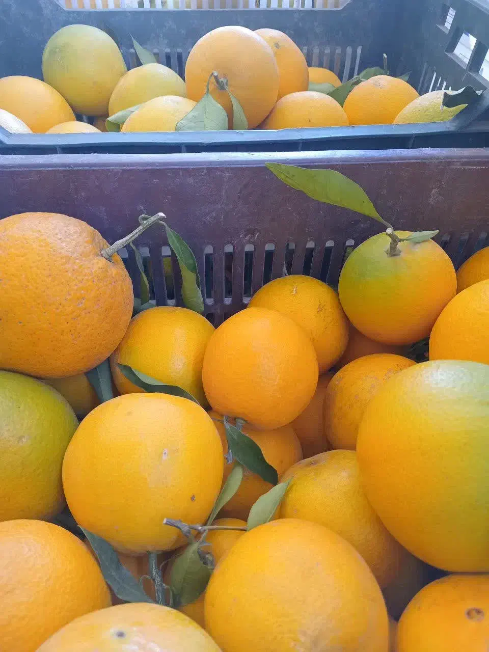 پرتقال تامسون|خوردنی و آشامیدنی|قائمشهر, |دیوار