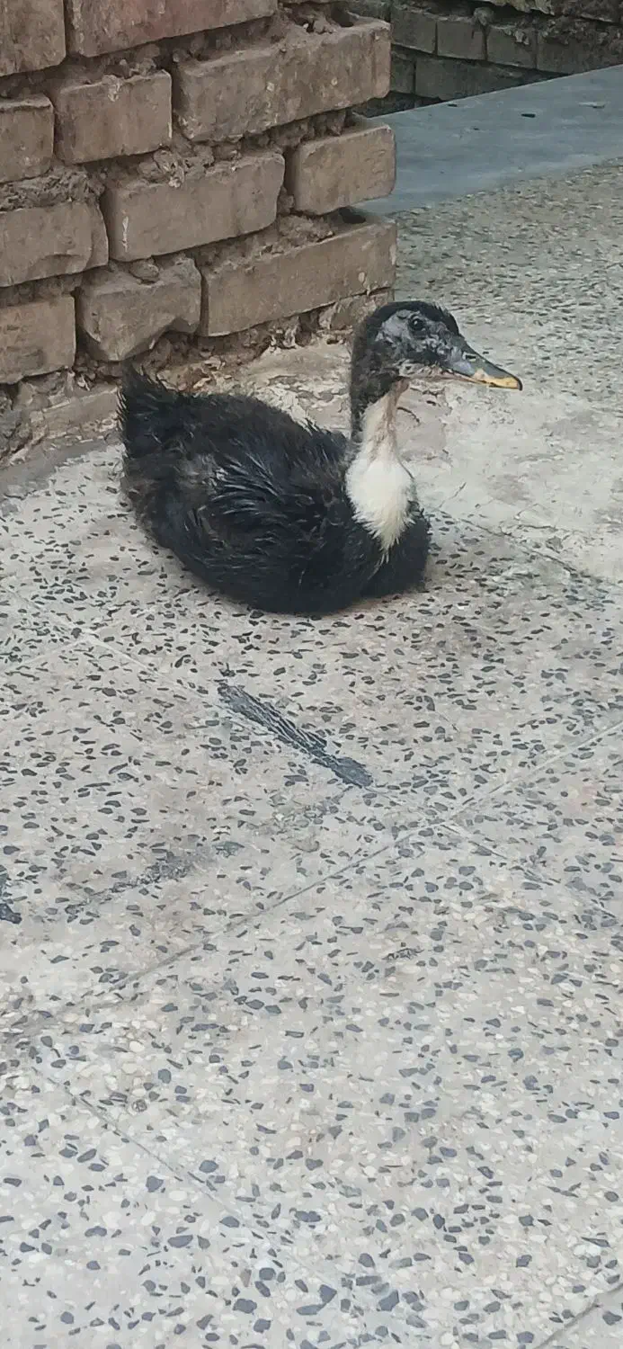 اوردک خوب|حیوانات مزرعه|اهواز, منازل کارون|دیوار