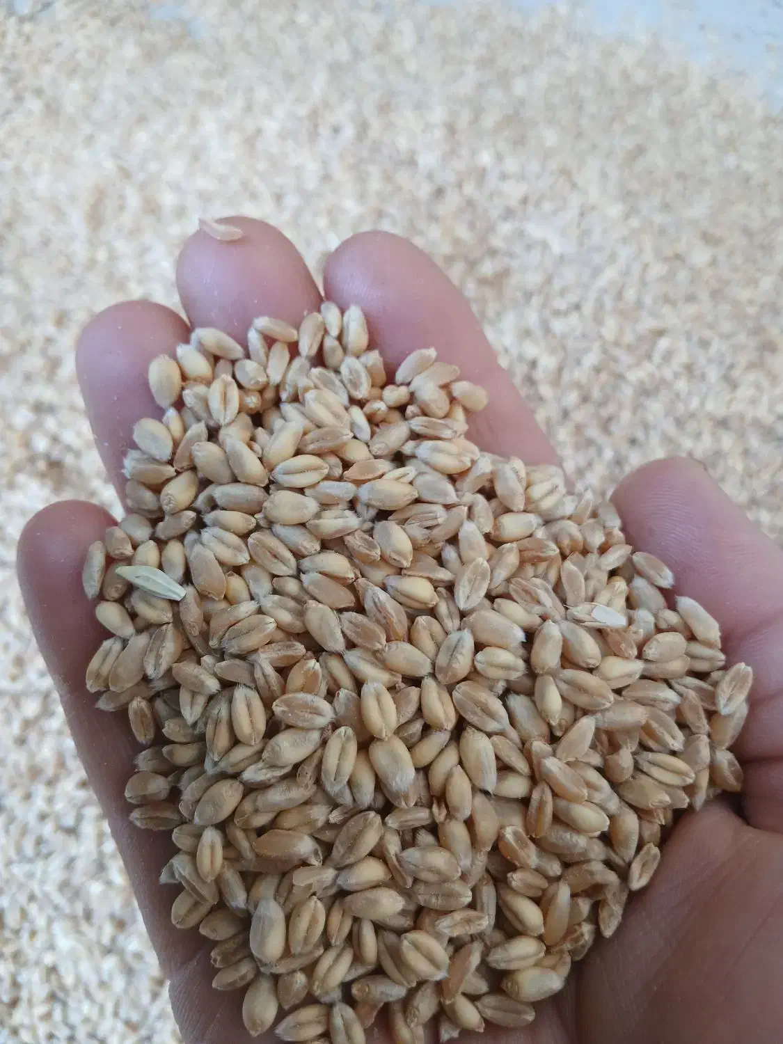 گندم آبی|عمدهفروشی|گیان, |دیوار