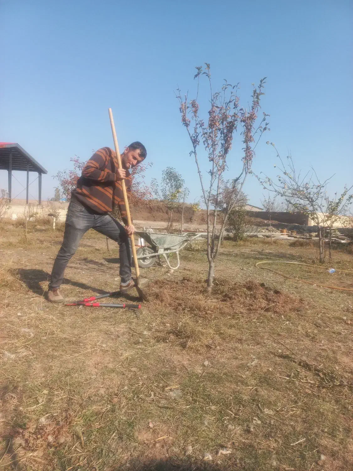 هرس کردن درخت|خدمات باغبانی و درختکاری|اردبیل, |دیوار