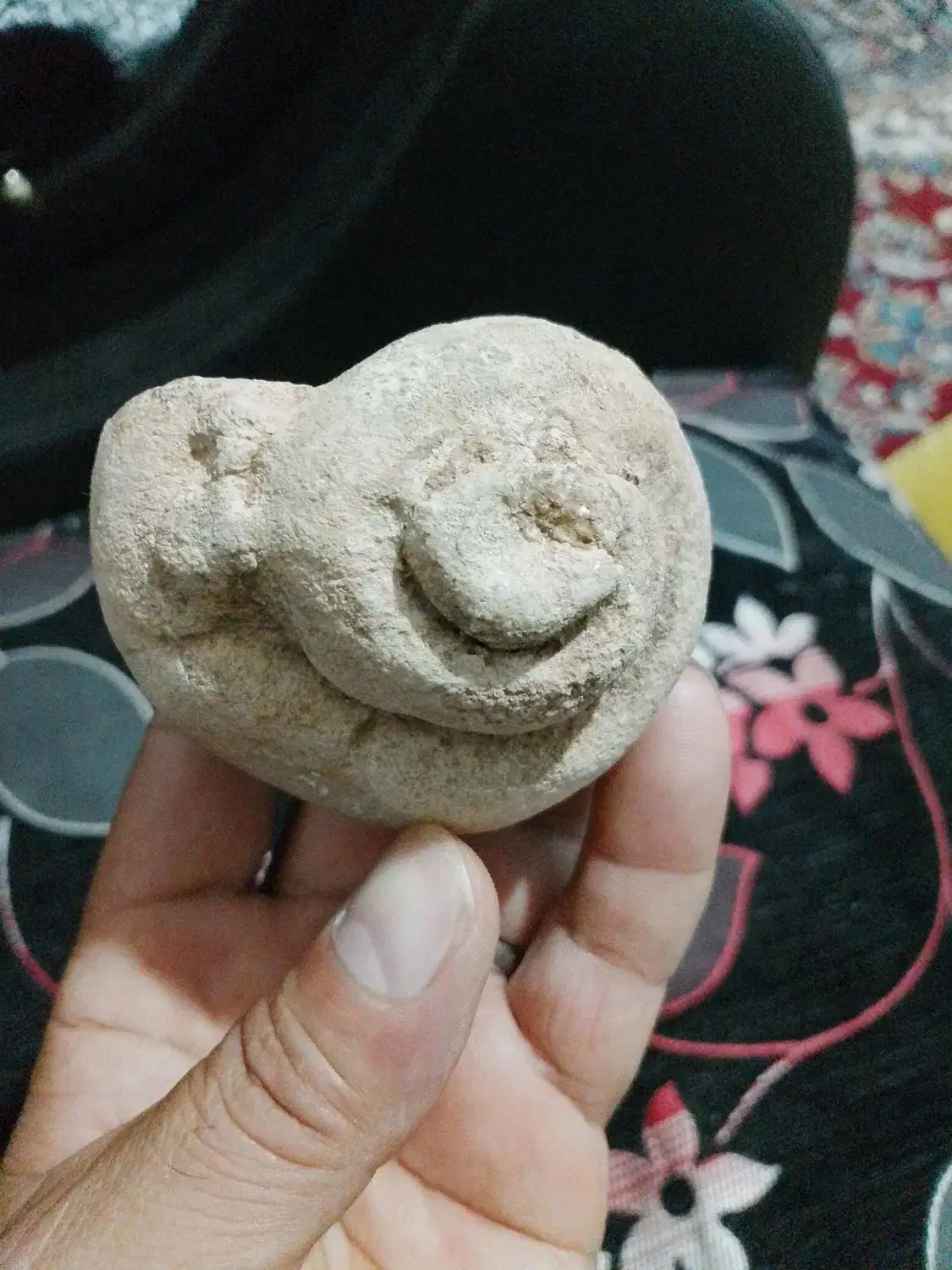 فسیل حلزون|کلکسیون اشیاء عتیقه|شیراز, کوشک میدان|دیوار