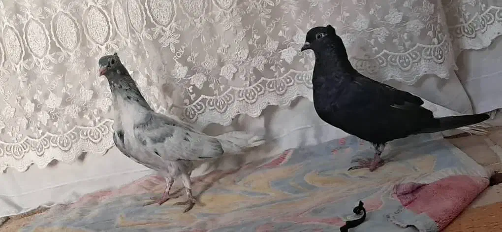 کبوتر رنگی|پرنده|حمیدیه, |دیوار