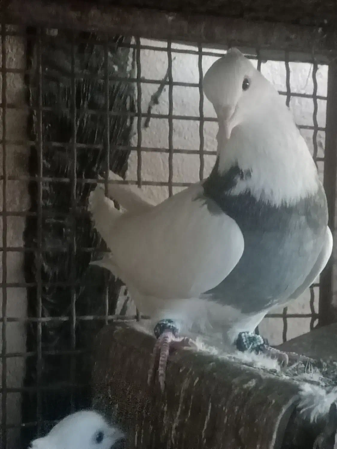 کبوتر|پرنده|یاسوج, |دیوار