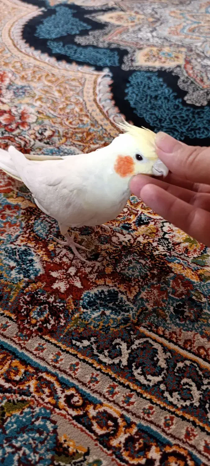 عروس هلندی|پرنده|رباطکریم, رباطکریم|دیوار