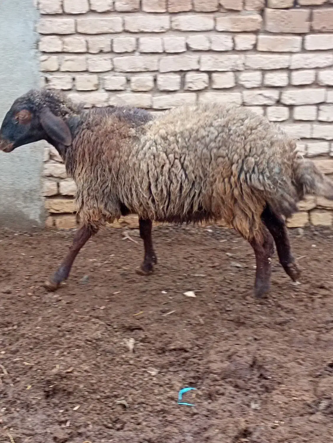 میش|حیوانات مزرعه|بردسکن, |دیوار