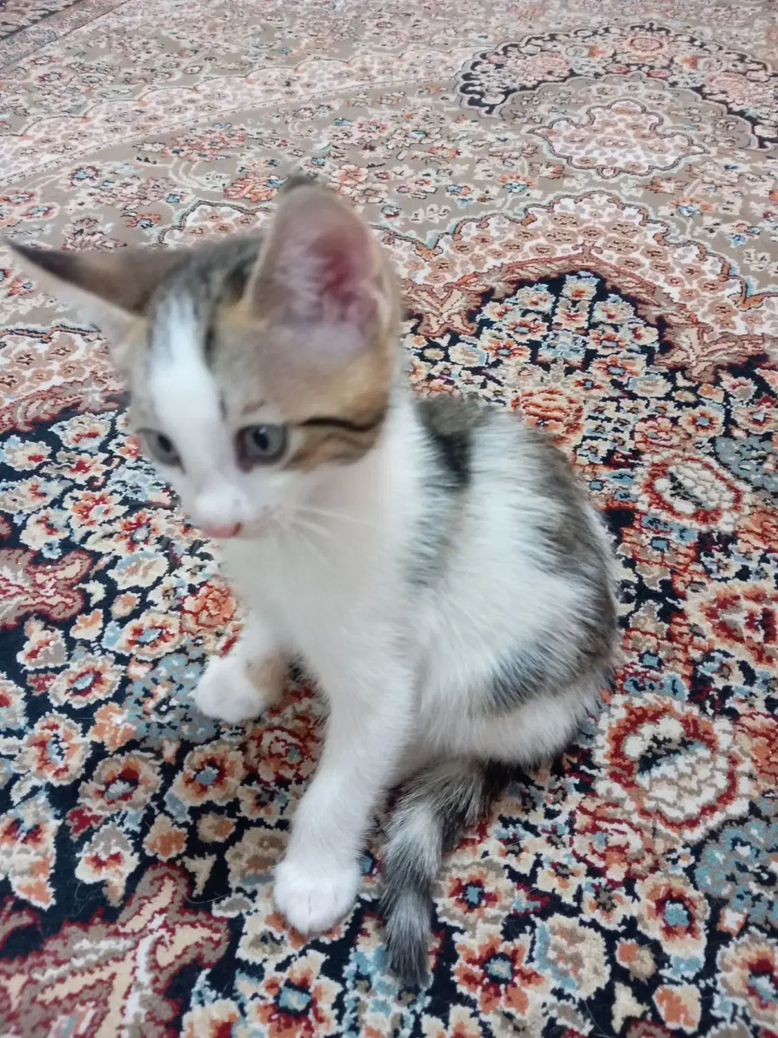 ۲ عدد بچه گربه|گربه|پرند, فاز ۶|دیوار