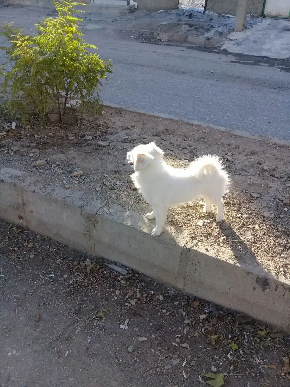 پامر|سگ|کرمانشاه, |دیوار