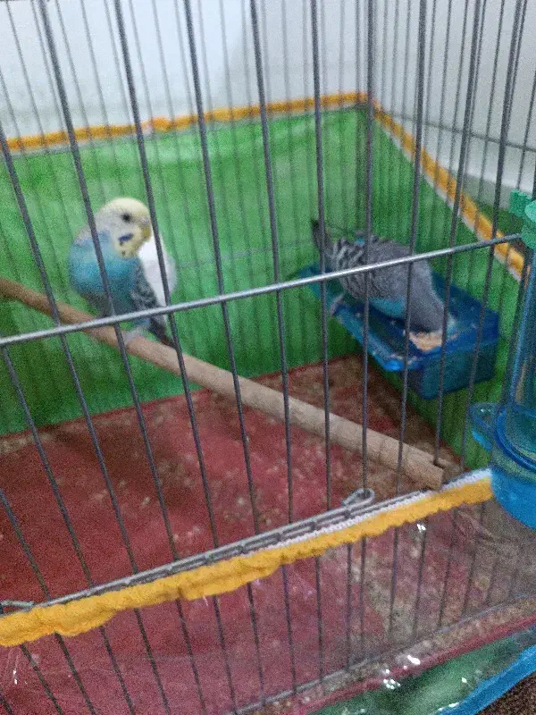 مرغ عشق|پرنده|شیراز, کوشک میدان|دیوار