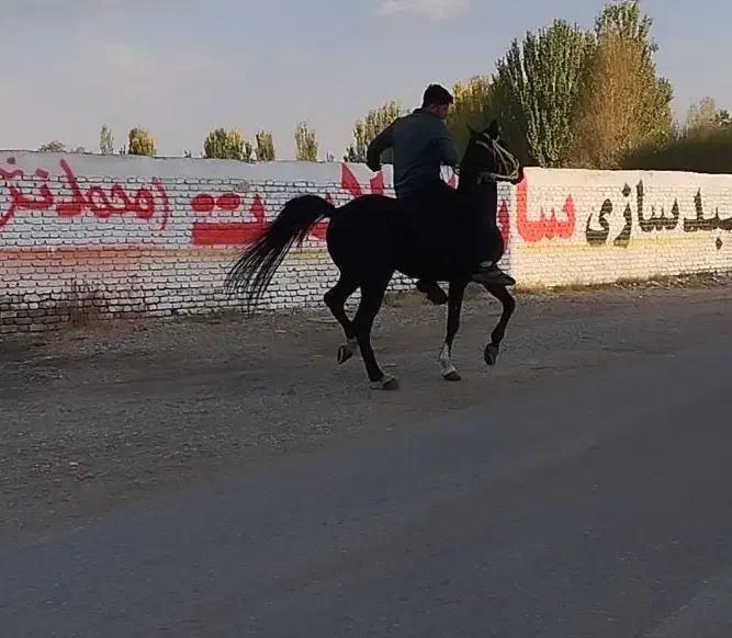 اسب نریان|اسب و تجهیزات اسبسواری|سلماس, |دیوار