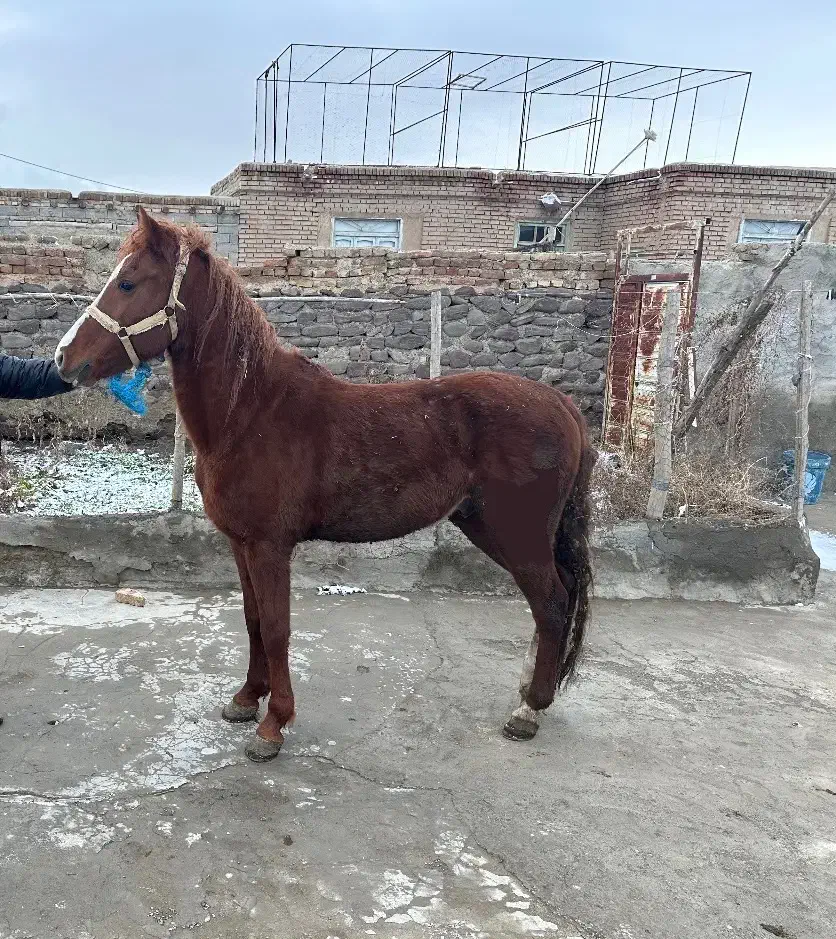 اسب|اسب و تجهیزات اسبسواری|سلماس, |دیوار