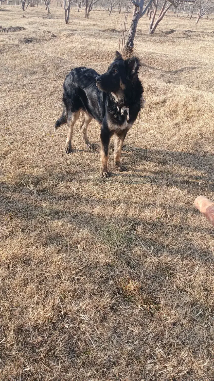 توله 9. ماه سرابی قیمت 5 ملیون|سگ|اهر, |دیوار