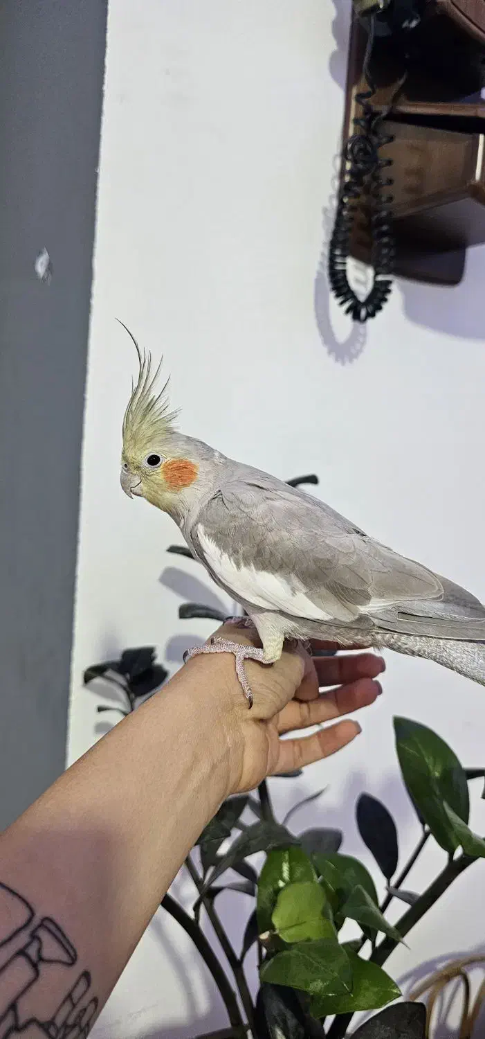 عروس هلندی|پرنده|نوشهر, |دیوار