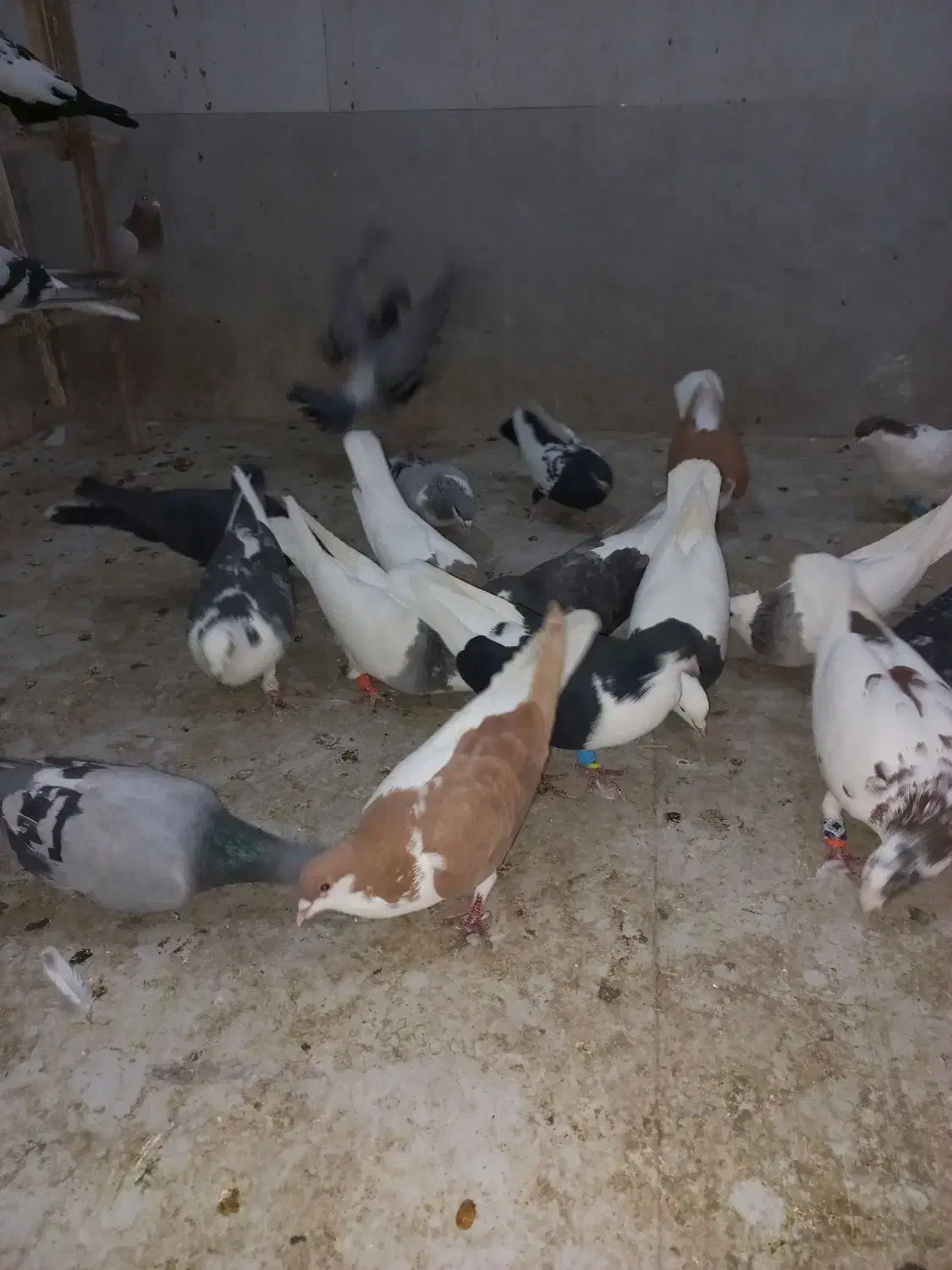 کروتر|پرنده|الوند, |دیوار