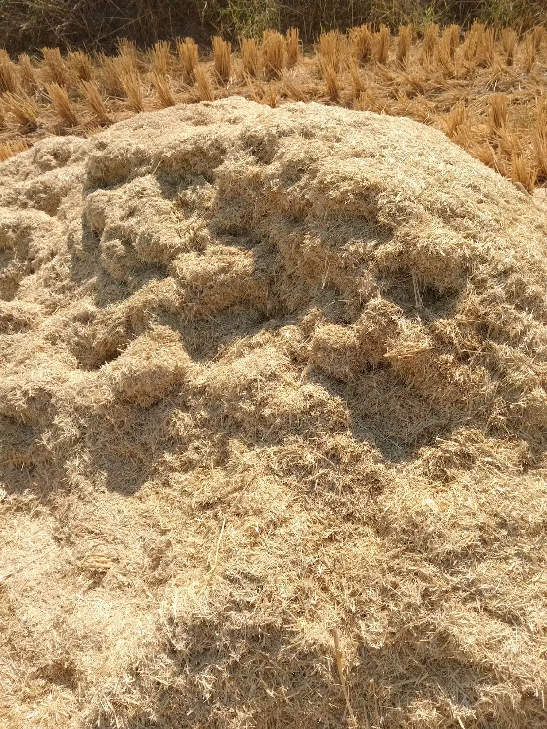 کاه گندم|لوازم جانبی حیوانات|گلپایگان, |دیوار