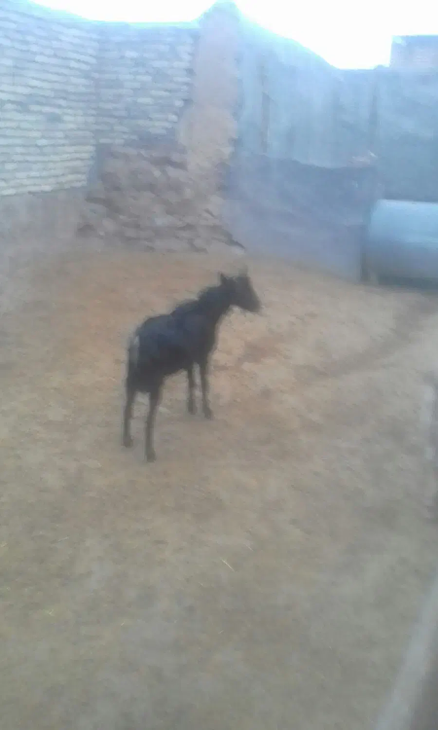 بزنرمورسیا|حیوانات مزرعه|کرمانشاه, |دیوار