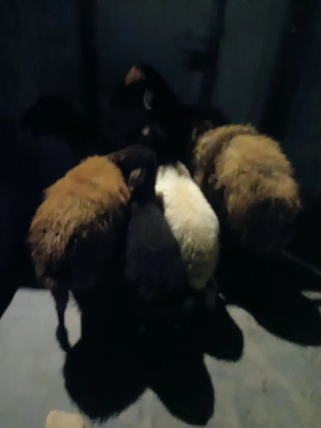 گوسفند‌وبره|حیوانات مزرعه|دهگلان, |دیوار