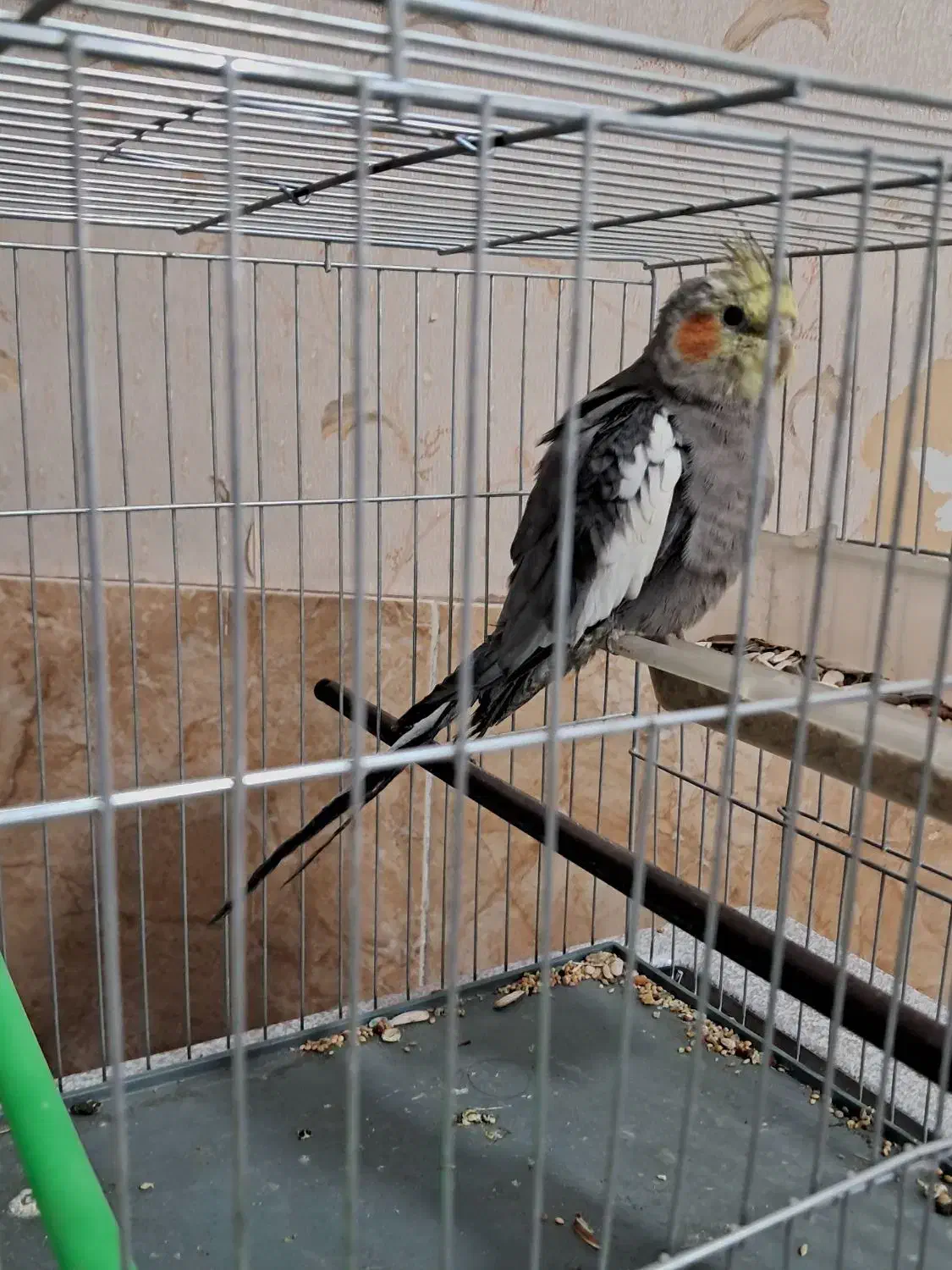 عروس هلندی نر|پرنده|شیراز, کوشک میدان|دیوار