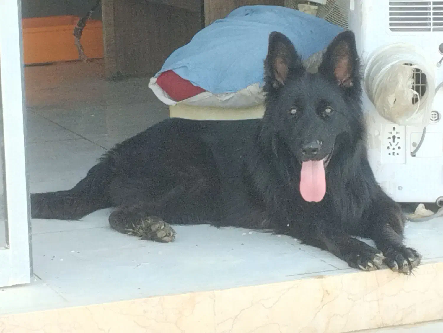 سگ ژرمن کینگ|سگ|بوشهر, |دیوار